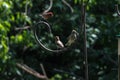 Two House Sparrows and Red Finch Bird on a Metal Pole Royalty Free Stock Photo