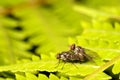 Two housefly