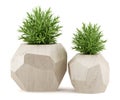 Two houseplants in wooden pots on white