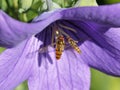 Two hover flies in the blossom of a bellflower