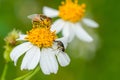 Two hover flies collecting nectar