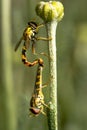Two hoverflies in mating on a flower stalk