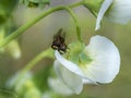 Two hoverflies mating on a white flower