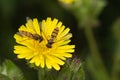 Two Marmalade Hoverflys On Yellow Plant (episyrphus balteatus)