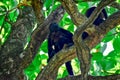 Two howler monkeys high in the trees of Costa Rica