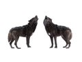 Two Howling wolf isolated on a white