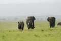 Two Huge bull elephants chasing for female at Amboseli National Park, Kenya