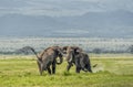 Two Huge bull elephants fighting  at  Amboseli National Park, Kenya Royalty Free Stock Photo