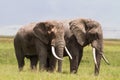 Two huge elephants inside the crater of Ngorongoro. Tanzania, Africa Royalty Free Stock Photo