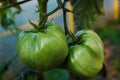 Two huge green tomatoes in a greenhouse Royalty Free Stock Photo