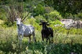 Two huge horned cows staring Royalty Free Stock Photo