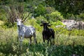 Two huge horned cows staring