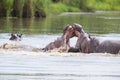 Two huge male hippos fight in water for best territory