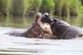 Two huge male hippos fight in water for best territory