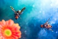 Two huge queen bees are flying. A pair of wasps, against the background of a gerbera flower, with a multi-colored