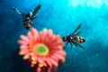 Two huge queen bees are flying. A pair of wasps, against the background of a gerbera flower, with a multi-colored