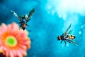 Two huge queen bees are flying. A pair of wasps, against the background of a gerbera flower, with a multi-colored blurred