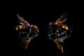 Two huge queen bees. A pair of large wasps, on a black mirror background Royalty Free Stock Photo