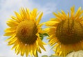 Two huge sunflowers with yellow petals in the field of flowers i Royalty Free Stock Photo