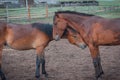 Two hugging horses in Buryat village, Olkhon, Lake Baikal, Russia Royalty Free Stock Photo