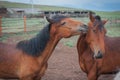 Two hugging horses in Buryat village, Olkhon, Lake Baikal, Russia Royalty Free Stock Photo