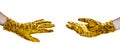 Two human hands in golden medical gloves white background isolated closeup, gold protective gloves, coronavirus, covid 19 Royalty Free Stock Photo