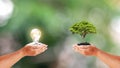 Two human hands holding little trees and energy-saving lamp on blurred green background.