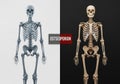 Two human skeleton models are shown Royalty Free Stock Photo