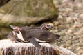 Two humboldt penguins laying on a rock