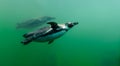 Two Humboldt Penguins swimming side by side in cold and turquoise waters Royalty Free Stock Photo