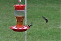 Two humming birds meeting on the feeder