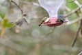 Two hummingbird bird with pink flower. hummingbirds Fiery-throated Hummingbird, flying next to beautiful bloom flower