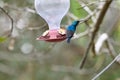 Two hummingbird bird with pink flower. hummingbirds Fiery-throated Hummingbird, flying next to beautiful bloom flower