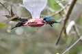 Two hummingbird bird with pink flower. hummingbirds Fiery-throated Hummingbird, flying next to beautiful bloom flower