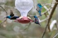 Two hummingbird bird with pink flower. hummingbirds Fiery-throated Hummingbird, flying next to beautiful bloom flower