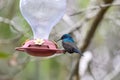 Two hummingbird bird with pink flower. hummingbirds Fiery-throated Hummingbird, flying next to beautiful bloom flower Royalty Free Stock Photo