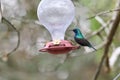 Two hummingbird bird with pink flower. hummingbirds Fiery-throated Hummingbird, flying next to beautiful bloom flower Royalty Free Stock Photo