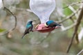 Two hummingbird bird with pink flower. hummingbirds Fiery-throated Hummingbird, flying next to beautiful bloom flower Royalty Free Stock Photo