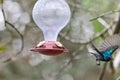 Two hummingbird bird with pink flower. hummingbirds Fiery-throated Hummingbird, flying next to beautiful bloom flower Royalty Free Stock Photo