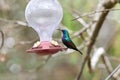 Two hummingbird bird with pink flower. hummingbirds Fiery-throated Hummingbird, flying next to beautiful bloom flower Royalty Free Stock Photo