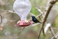 Two hummingbird bird with pink flower. hummingbirds Fiery-throated Hummingbird, flying next to beautiful bloom flower