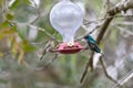 Two hummingbird bird with pink flower. hummingbirds Fiery-throated Hummingbird, flying next to beautiful bloom flower Royalty Free Stock Photo