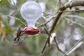 Two hummingbird bird with pink flower. hummingbirds Fiery-throated Hummingbird, flying next to beautiful bloom flower Royalty Free Stock Photo