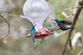 Two hummingbird bird with pink flower. hummingbirds Fiery-throated Hummingbird, flying next to beautiful bloom flower