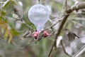 Two hummingbird bird with pink flower. hummingbirds Fiery-throated Hummingbird, flying next to beautiful bloom flower