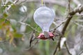 Two hummingbird bird with pink flower. hummingbirds Fiery-throated Hummingbird, flying next to beautiful bloom flower