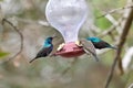 Two hummingbird bird with pink flower. hummingbirds Fiery-throated Hummingbird, flying next to beautiful bloom flower