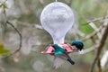 Two hummingbird bird with pink flower. hummingbirds Fiery-throated Hummingbird, flying next to beautiful bloom flower