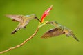 Two hummingbird bird with pink flower. hummingbirds flying next to beautiful red bloom flower, Costa Rica. Action wildlife scene f Royalty Free Stock Photo