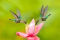 Two hummingbird from Colombia. Andean Emerald, Amazilia franciae, with pink red flower, clear green background, Colombia. Wildlife Royalty Free Stock Photo